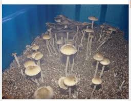 nandikoti_Mashroom Growing Chamber